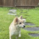 빵귤맨숀 | 춘천 빵귤맨숀, 반려동물 동반 가능한 프라이빗 독채 펜션 후기