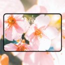 설레임PC | 벚꽃의 설레임｜ 데스크탑, 아이패드 배경화면 무료 공유