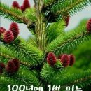 항상좋은날 Daum카페