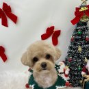 화사하개 이미지