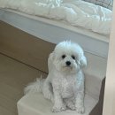 단정하개 애견미용실 이미지