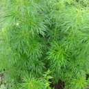 인진쑥농장 이미지