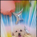 멍했냥 평택본점 이미지