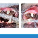 관저종합동물병원 이미지