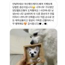 쓰담쓰담반려동물공예