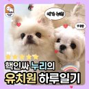 쉐이크테일 강아지 애견 유치원 호텔 미용 이미지