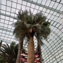 유리정원 | 싱가포르 가볼만한 곳, 가든스 바이 더 베이 플라워 돔, 사계절 꽃이 만개한 유리 정원 관람 후기