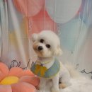 황실 애견미용 살롱 이미지