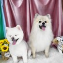 도꾸살롱 이미지