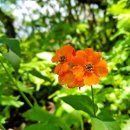 (제125차)정기산행(인제.곰배령트레킹) 안내. 이미지
