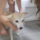 강아지아토피샴푸, 미뇽 올인원 케어 샴푸! 울 꽁이가 써 본 후기