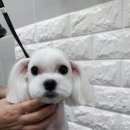 사랑해줄개 애견샵 이미지