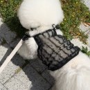 꼴레트멍멍