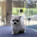 플레이독 파주본점 이미지