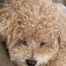 대구혁신메디컬 동물병원 이미지