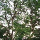 산외면 구티리 느티나무 이미지