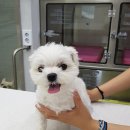 우리덕구 동물병원 이미지