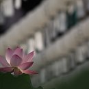 연꽃향기 이미지