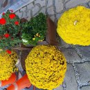 전주 새솔유치원 이미지