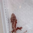 마켓다이노