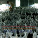 백봉농장 이미지