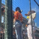 앨리스 핏 이미지