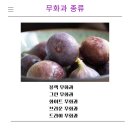 달콤한무화과나라