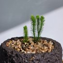 석송 | 직접재배 토종자생식물 다람쥐꼬리 석송 고사리 테라리움 비바리움 추천 후기