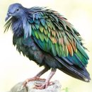 니코바 비둘기 (Nicobar Pigeon) 이미지