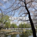 용산가족공원 | 봄 나들이 데이트 벚꽃 명소 국립중앙박물관 및 용산가족공원 피크닉 산책 후기