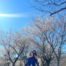 명소 | 벚꽃 개화시기 익산 벚꽃 명소 후기