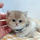 천안고양이 분양 퍼스트캣 본점 이미지