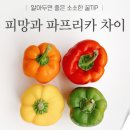 일제 피망 이미지