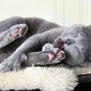 젤리도그 이미지