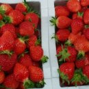 임홍식농장 이미지