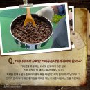 커피나무`S