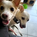 토론토동물병원 이미지