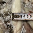 칠레 대왕오징어 다리(장족) 판매 안내 이미지