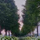 진교 메타세쿼이아길 이미지