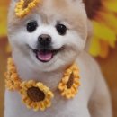 댕바라기 이미지