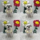 멍멍아 미용하자 이미지