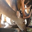 화성사슴농장 이미지