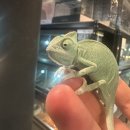 오늘 기분은 초록색입니다🌿 베일드카멜레온 뉴런부천입고!!