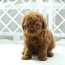 보들보들 이미지