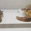 부산해양자연사박물관 이미지