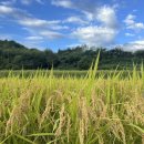 매화태권도장 이미지