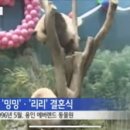 94년도에 한국에 온 판다 밍밍 리리 결혼식도 시켜줬눈뎈ㅋㅋㅋ 이미지