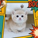 톰앤캣 광명고양이분양 | 강화군고양이분양 냥줍은 역시 여기서 하는 거였어 ㅋㅋㅋ