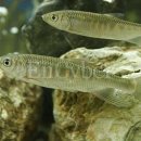 민물나라 이미지