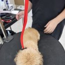 경신정비 | 대구애견미용학원 가위컷 전문, 토리 · 지니 · 지니의 드라마틱 미용 변신 후기!
